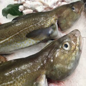 Bacalao