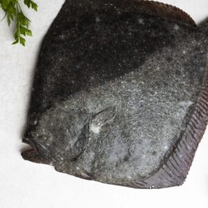 Turbot viver